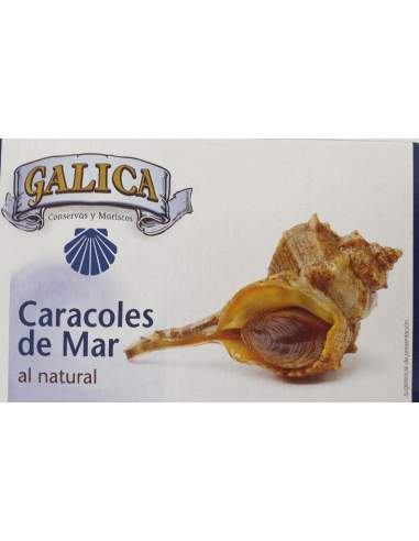 Galica natürliche Meeresschnecken