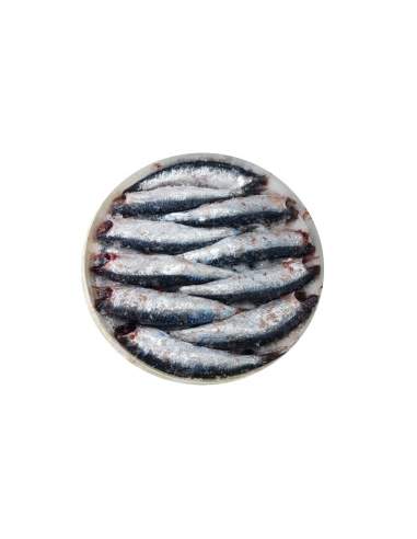 Arlequin Return anchovy in salted 10 kg tin.
